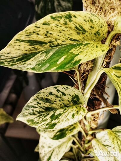 Сциндапсус марбл квин