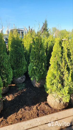 Туя кубанский изумруд экстра