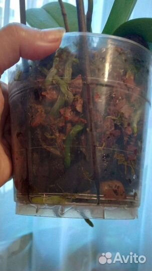 Орхидея фаленопсис пелорик