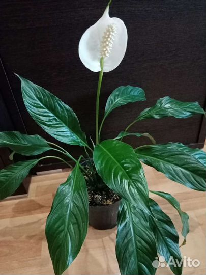 Монстера Альба, Спатифиллумы, Сансивьерии 3 вида