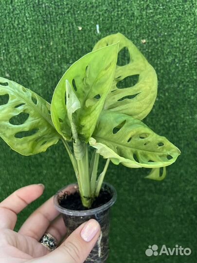 Монстера манки