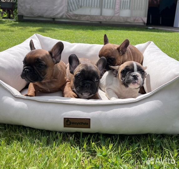 Французский бульдог щенки