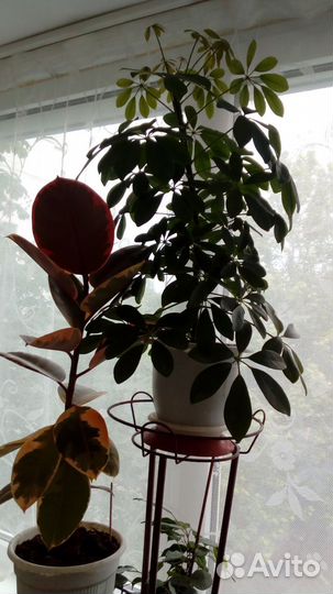 Продам комнатные растения