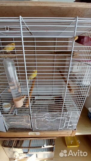 Кенара и канарейки