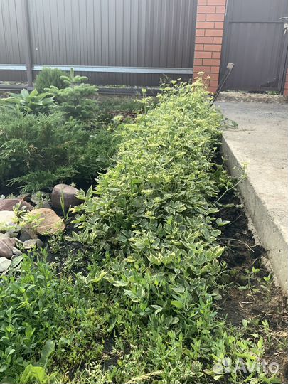 Декоративное растение