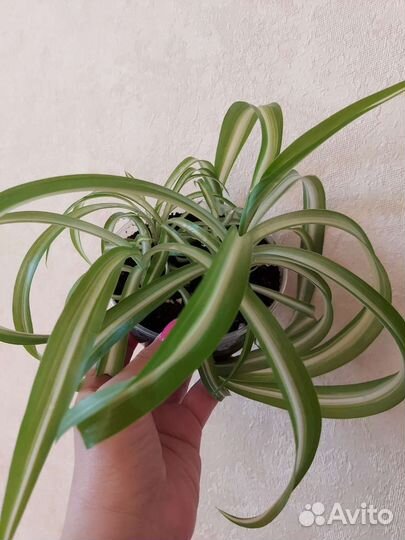 Хлорофитум бонни кучерявый