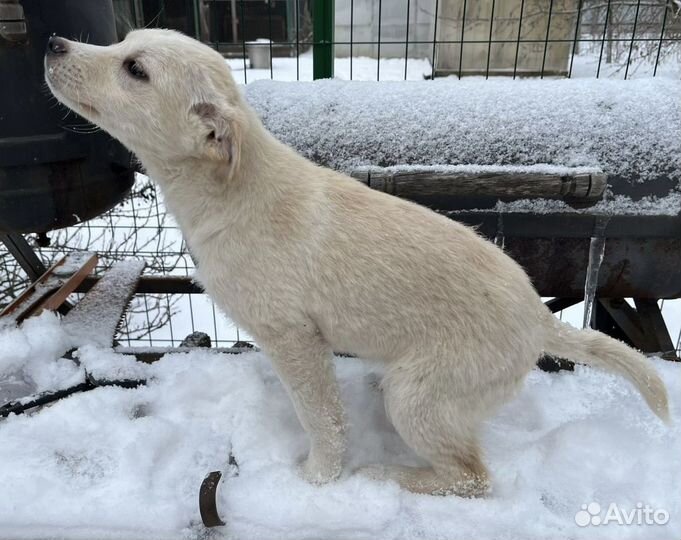 Щенок в добрые руки бесплатно