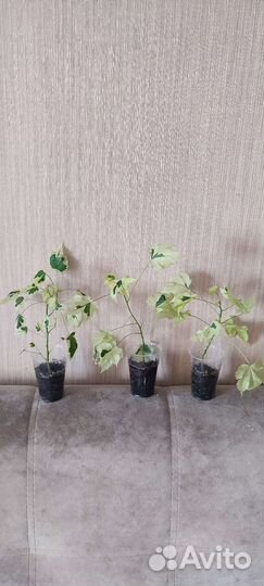 Абутилон Савицкого