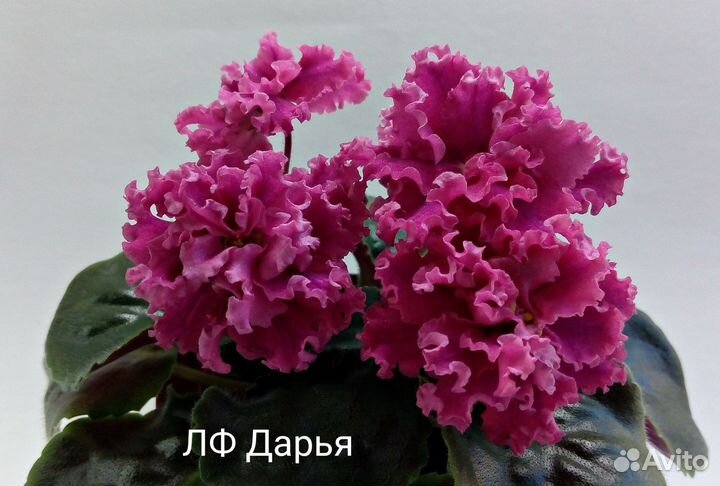 Сортовые фиалки