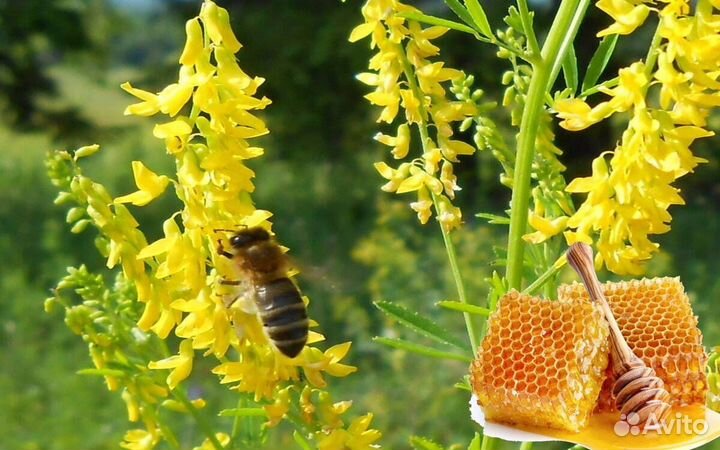 Донниковый,Гречишный и другие сорта мёда