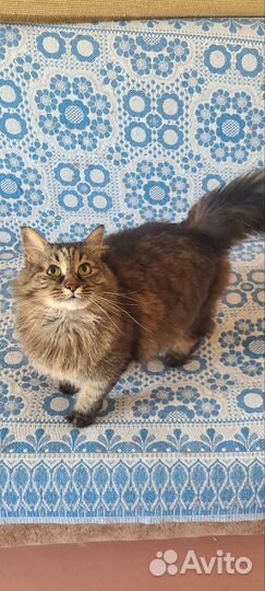 Кошки в добрые руки