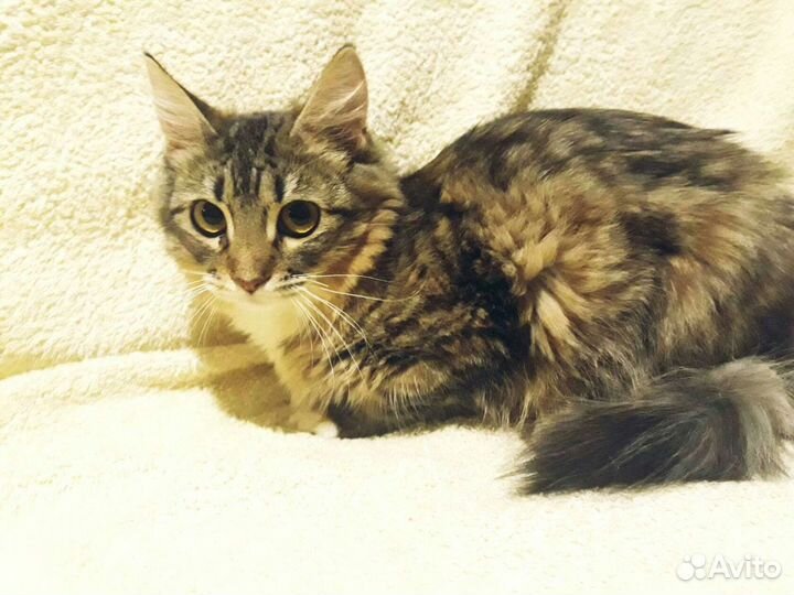 Молодая кошечка