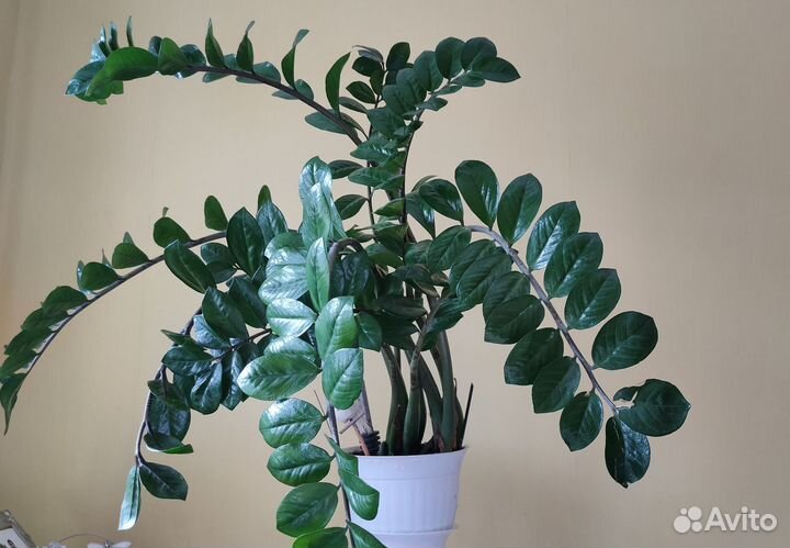 Замиокулькас