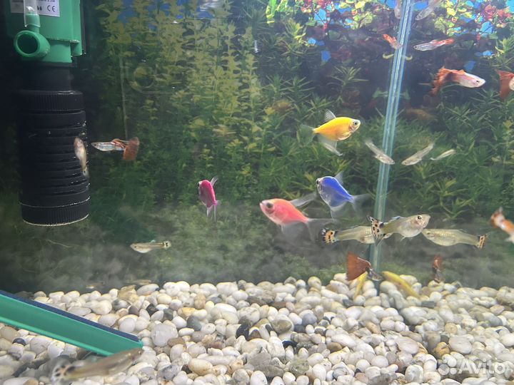 Рыба в аквариум