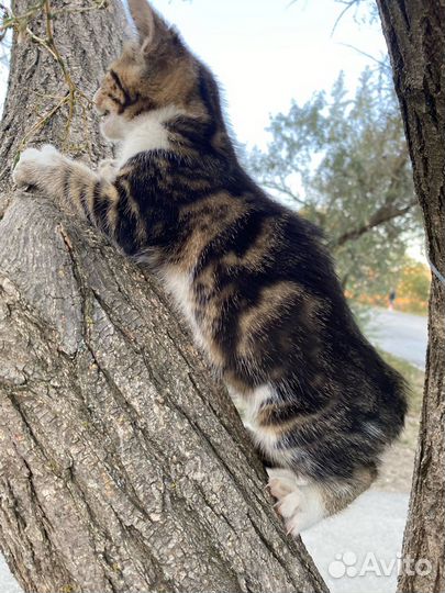 Красивая малышка выживает на улице