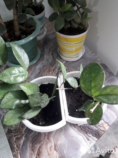 Спатифиллум,хойя,кротон