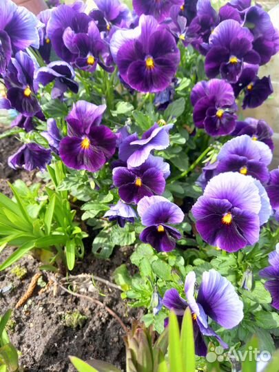 Редкие растения для сада