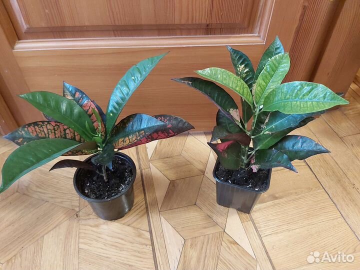 Кротоны и пальмы