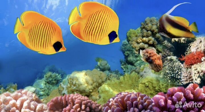 Купон на посещение океанариума до 27.08.2023