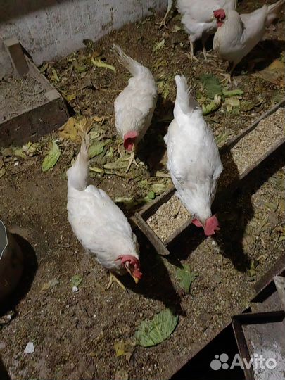 Куры несушки