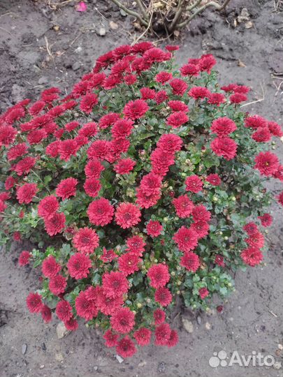 Хризантемы мультифлора шаровидная