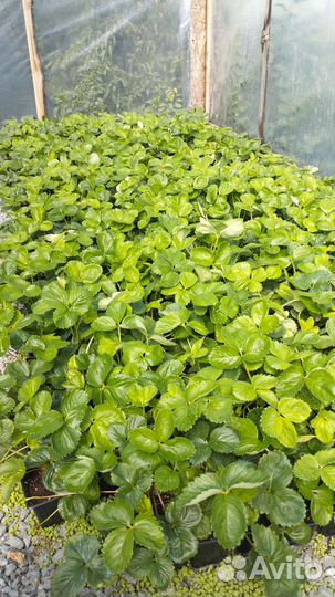 Рассада клубники сорт Азия