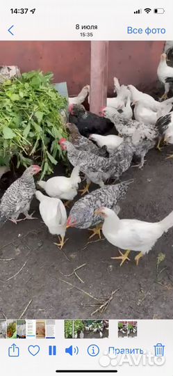 Куры несушки