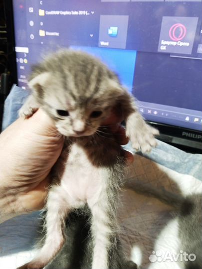 Котята по рублю, родились 7 октября