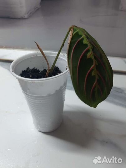 Марантовые разные