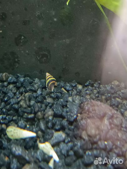 Улитка хелена