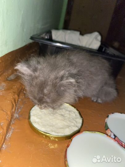 Отдам котенка