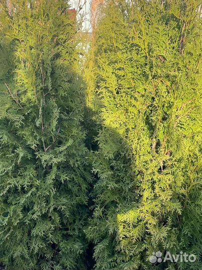 Туй, цена за шт