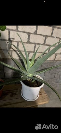 Алоэ лечебный