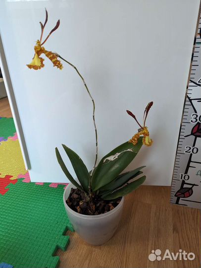 Орхидея Psychopsis Mariposa