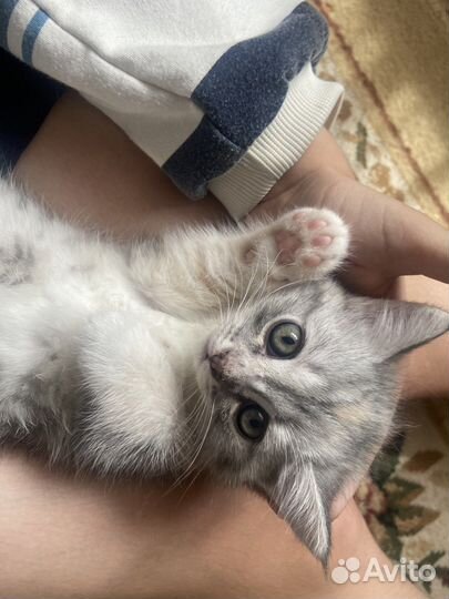 Котята мальчик девочка Мать британская шиншилла