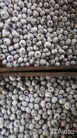 Голубика в наличии