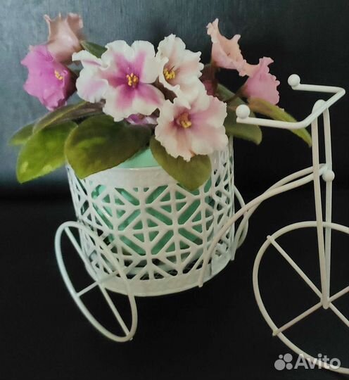 Фиалки сортовые