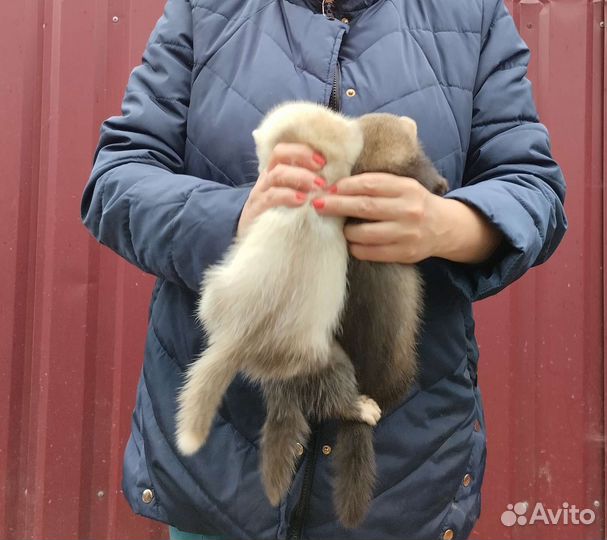 Хорьки. Мишки Бу. Доставка