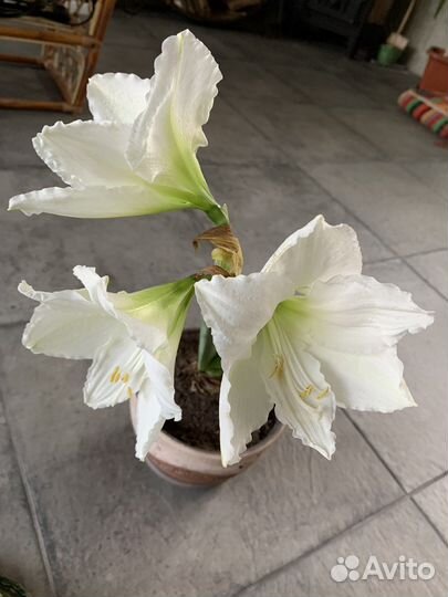 Гиппиаструм королевский