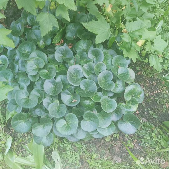 Многолетние цветы