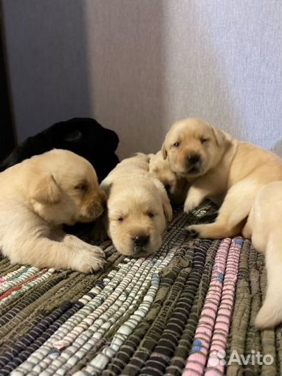 Щенки лабрадора