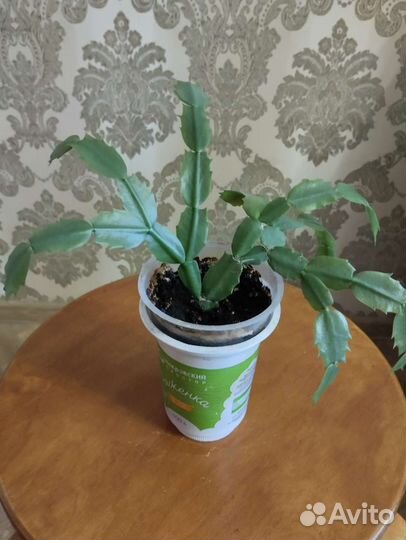 Декабрист шлюмбергера