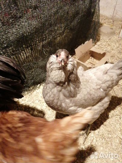Цыплята амераукана