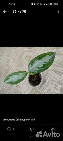 Аглаонема Сильвер бей