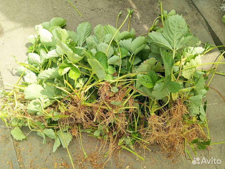 Рассада клубники