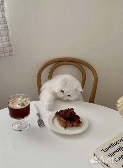 Передержка для Вашего Кота