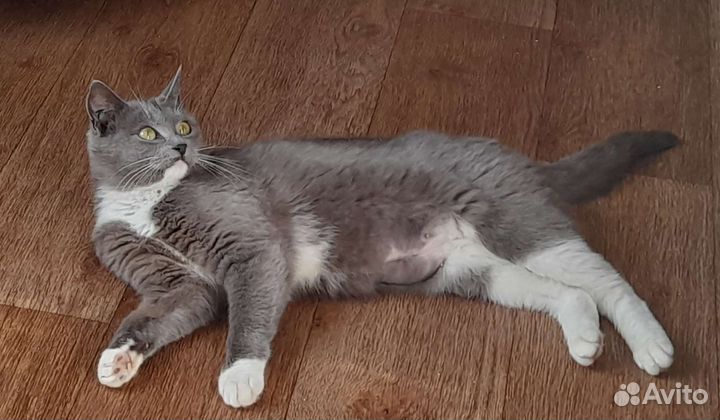 Кошечка Лора