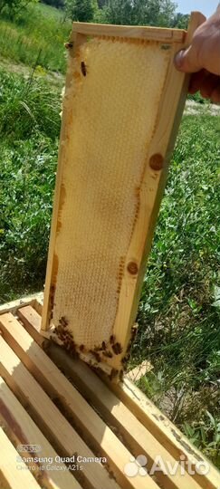 Майский мед,свежий разнотравие