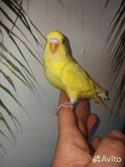 Птенчики волнистого попугая 45 дней