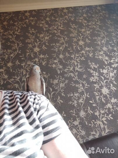 Молодые птенцы Кореллы